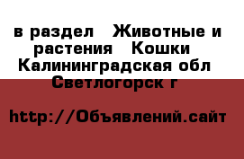  в раздел : Животные и растения » Кошки . Калининградская обл.,Светлогорск г.